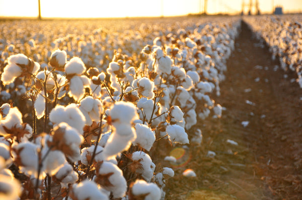 Is Egyptian Cotton Really the Best in the World?