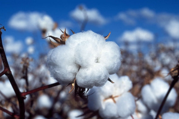 Egyptian Cotton vs. Organic Cotton: What’s Better?