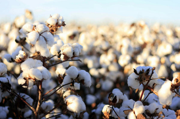 Unpicked: How is Organic Cotton Sustainable?