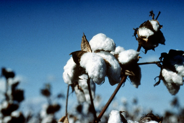 Why is it Important to Sell Ethical Bedding?